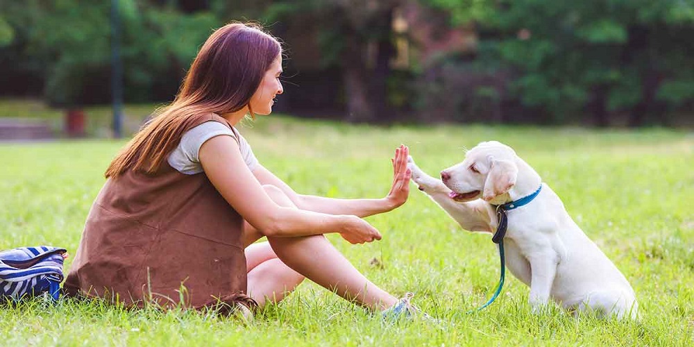 Things to consider before buying dog collars